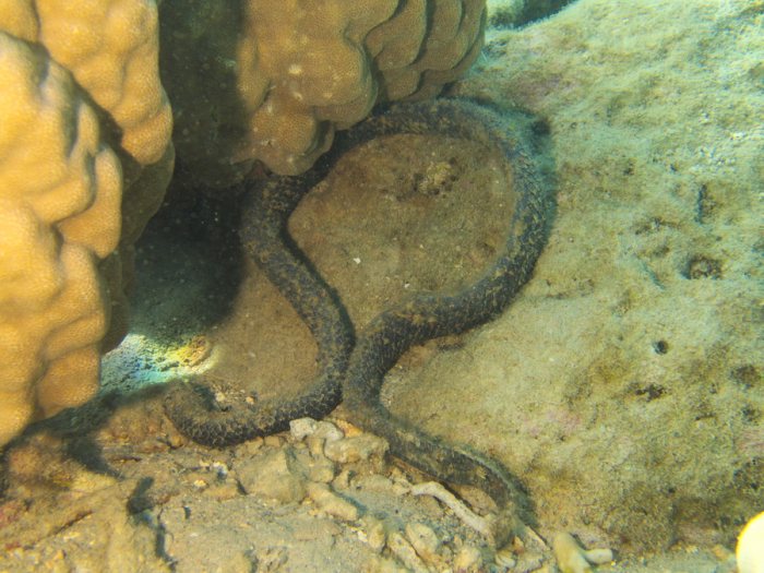 Emydocephalus annulatus