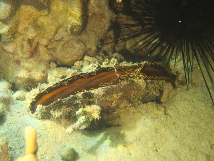 Athrina vexillum
