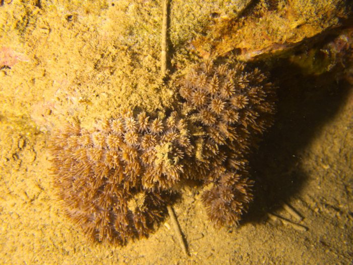 Corail dur