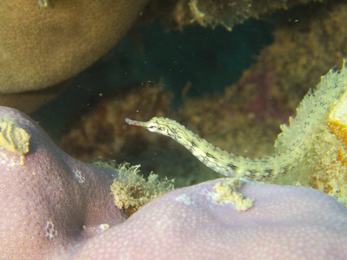 Corythoichthys haematopterus