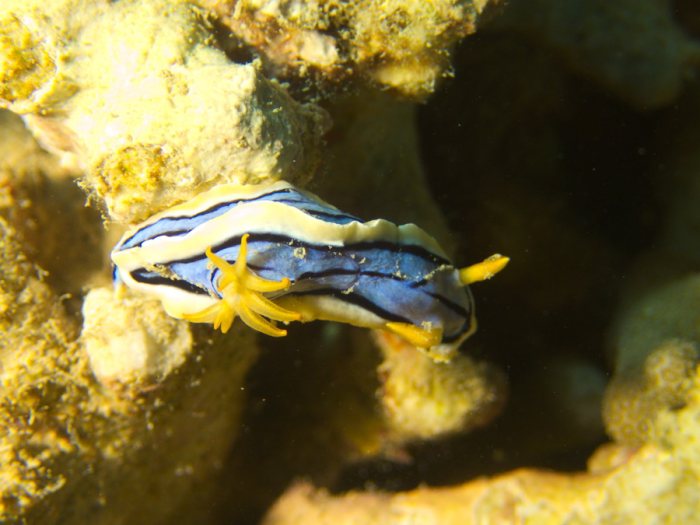 Chromodoris elisabethina