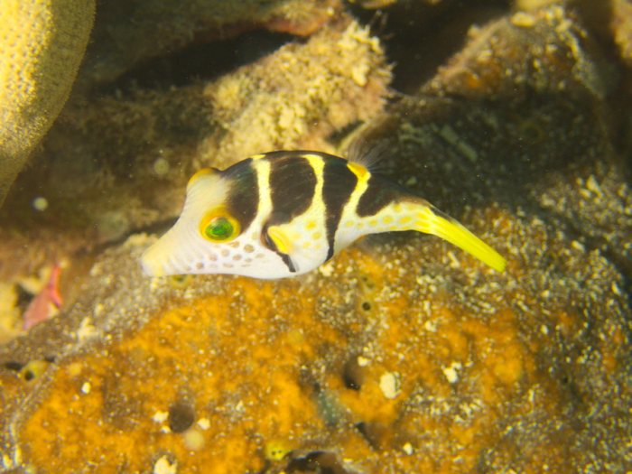 Canthigaster valentini