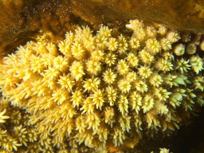 Corail dur