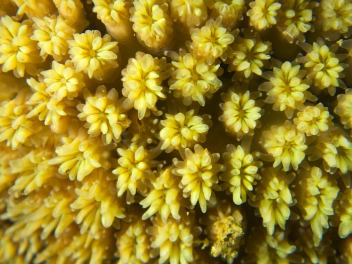 Corail dur
