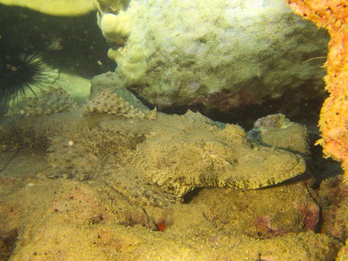 Poisson-crocodile