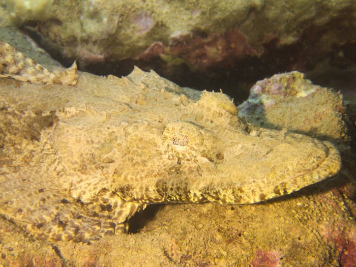 Poisson-crocodile