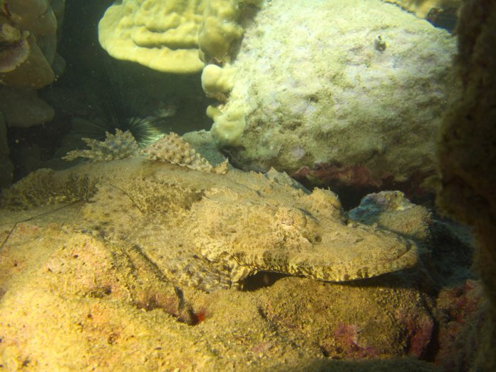 Poisson-crocodile