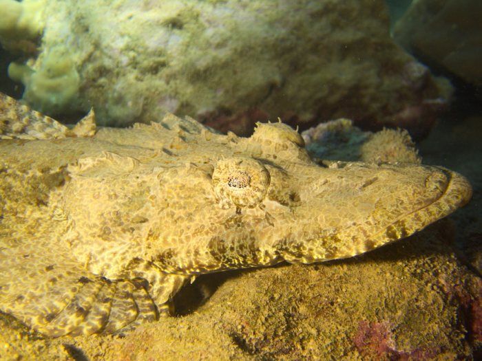 Poisson-crocodile