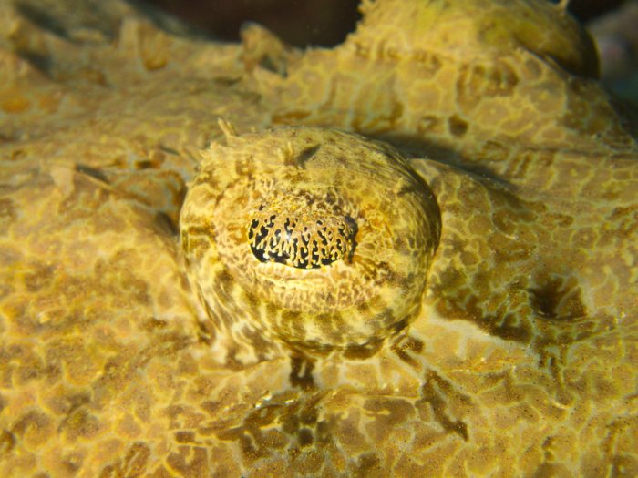 Poisson-crocodile