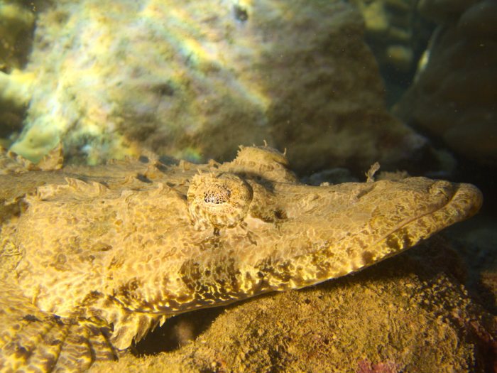 Poisson-crocodile