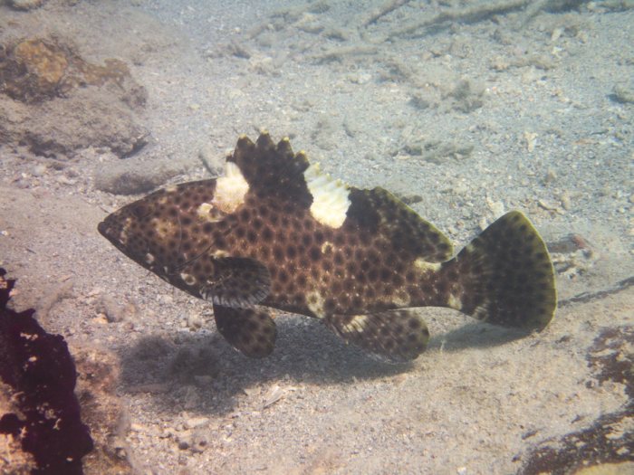 Epinephelus maculatus