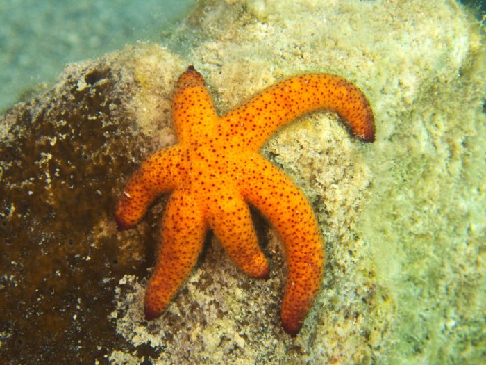 Echinaster luzonicus