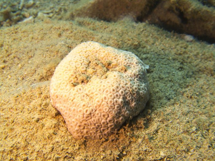 Corail dur