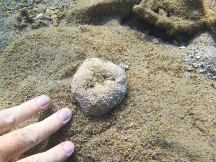Corail dur