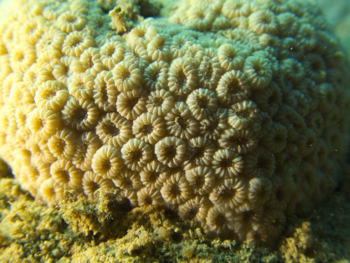 Corail dur