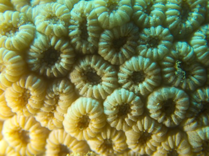 Corail dur