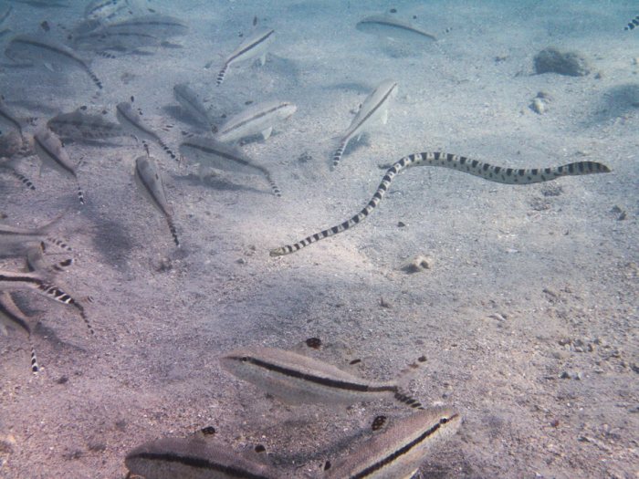 Hydrophis major