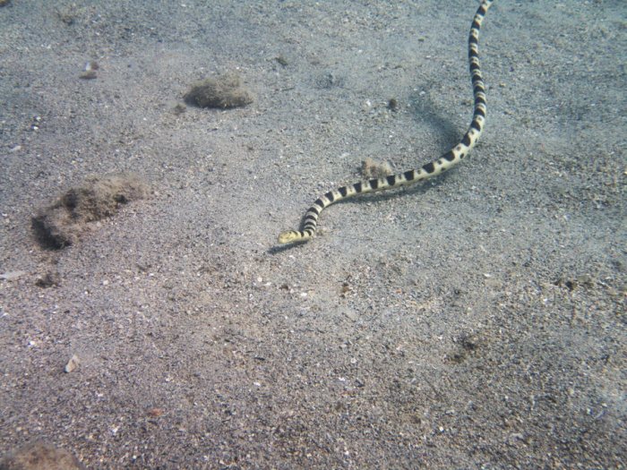 Hydrophis major