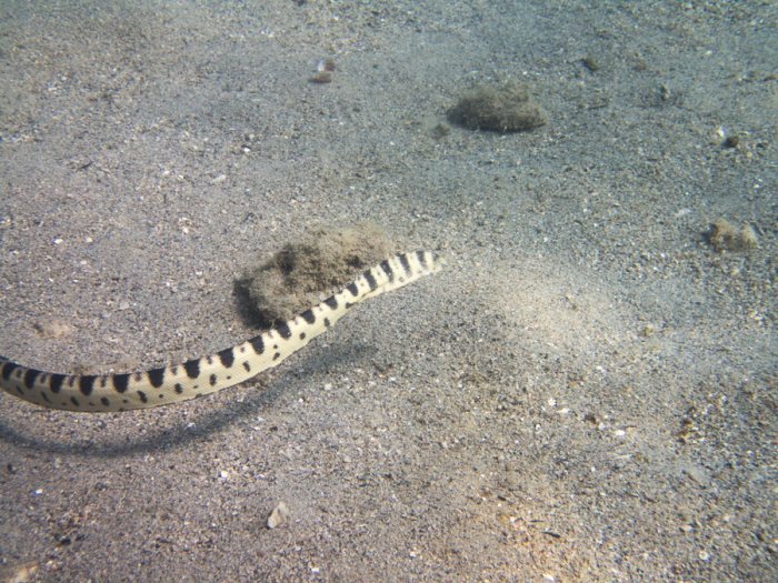 Hydrophis major