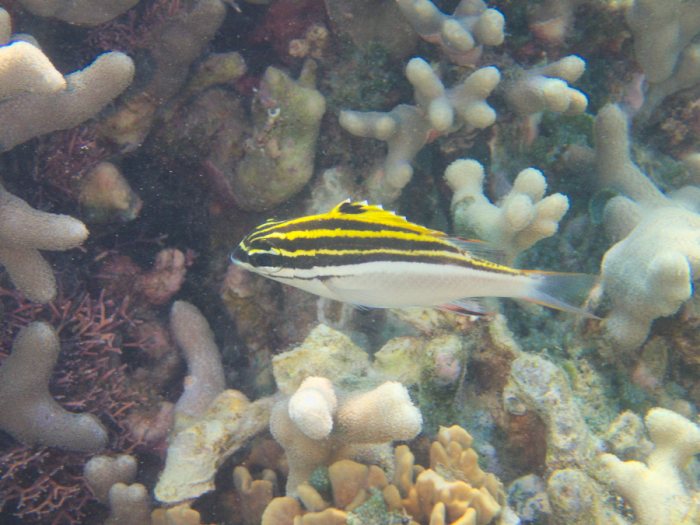 Scolopsis bilineata