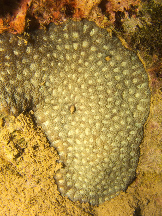 Corail dur