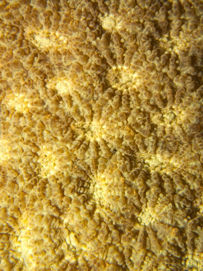 Corail dur