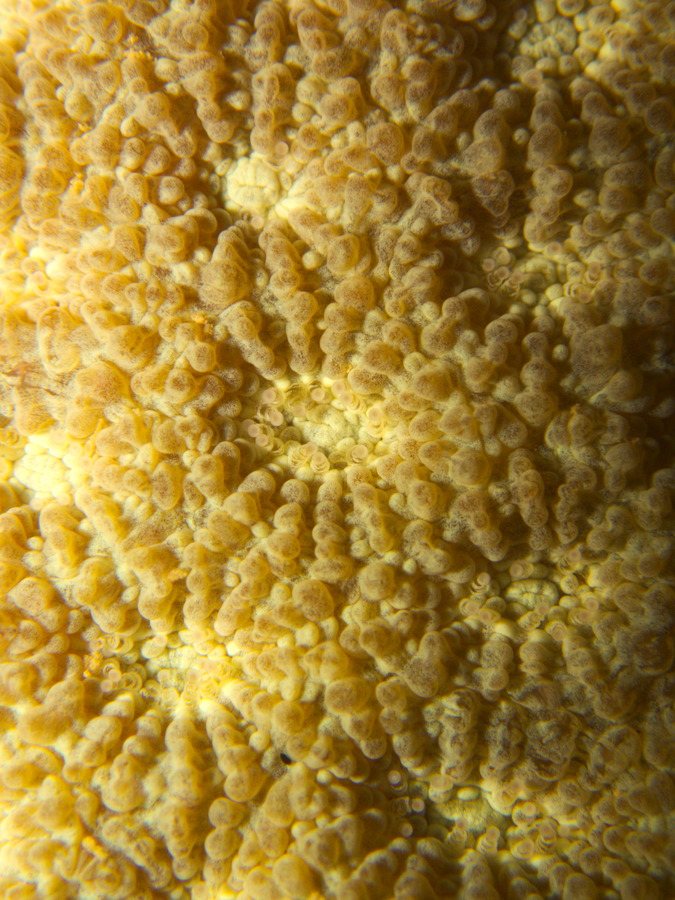 Corail dur