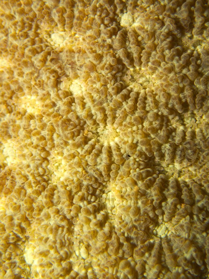 Corail dur