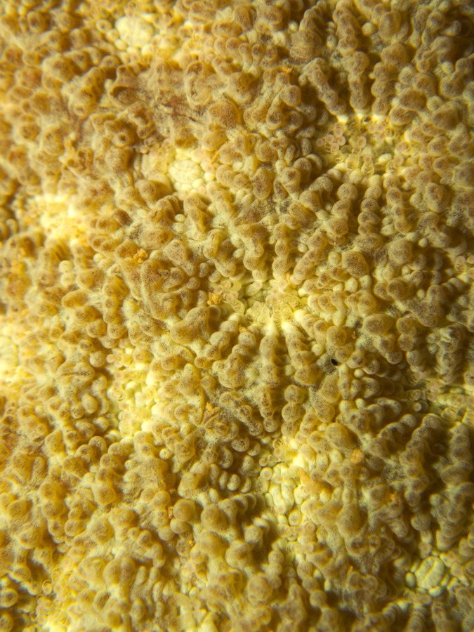 Corail dur