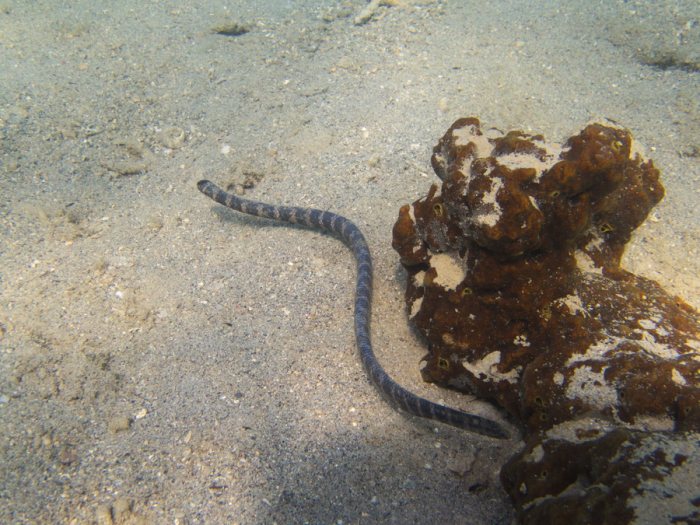 Emydocephalus annulatus