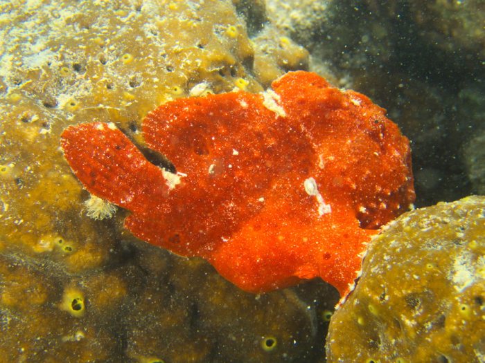 Antennarius commerson