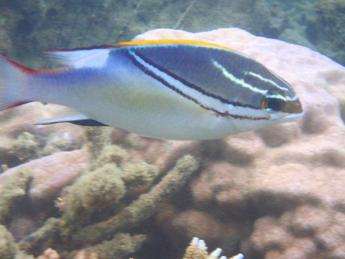 Scolopsis bilineata