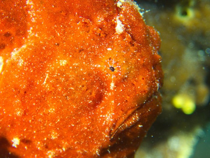Antennarius commerson