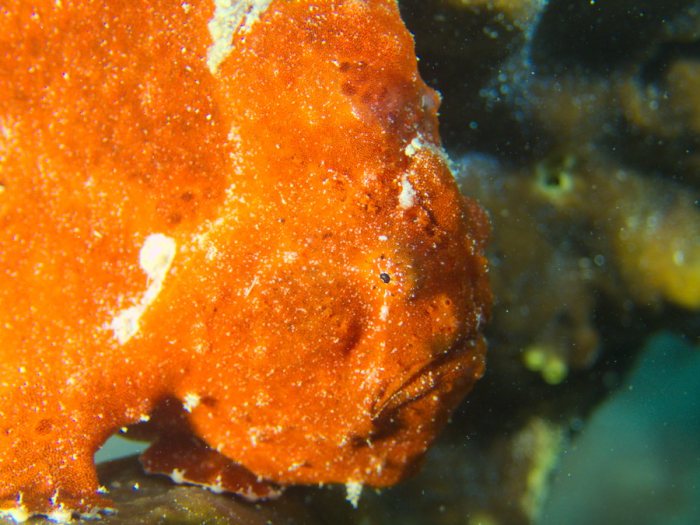 Antennarius commerson