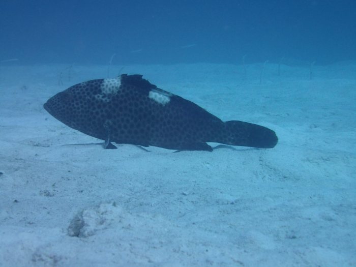 Epinephelus maculatus