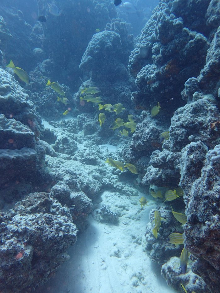 Lutjanus kasmira