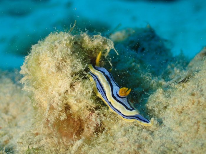 Chromodoris elisabethina