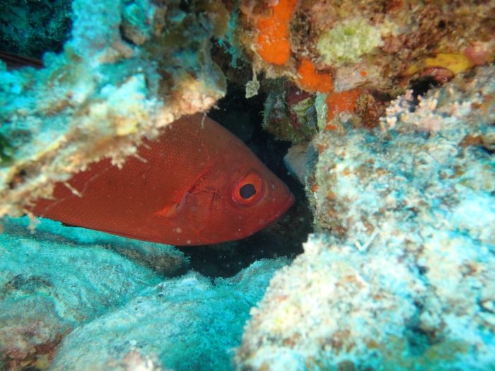 Priacanthus hamrur