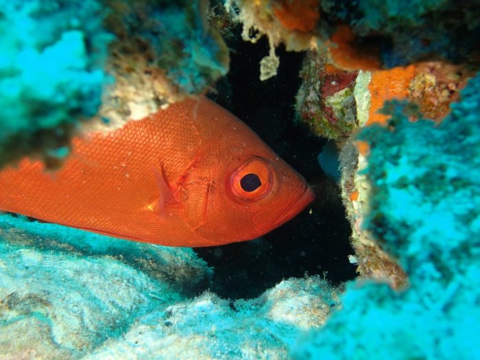 Priacanthus hamrur