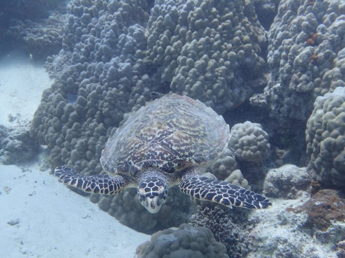 Eretmochelys imbricata (Tortue imbriquée)