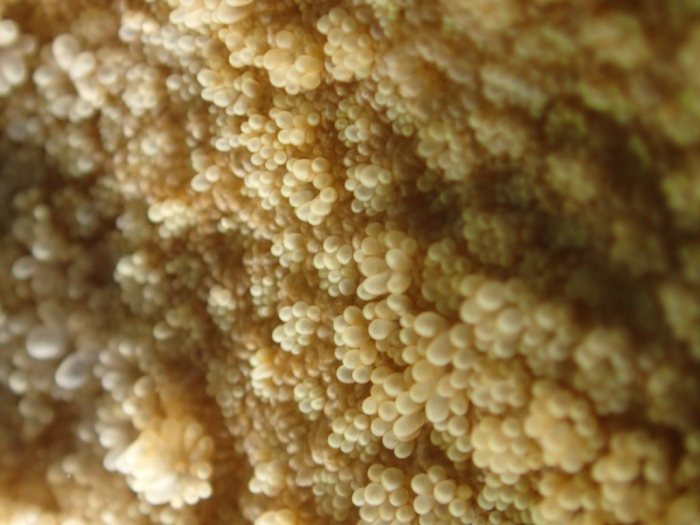 Corail dur