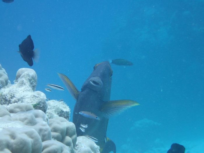 Acanthurus xanthopterus