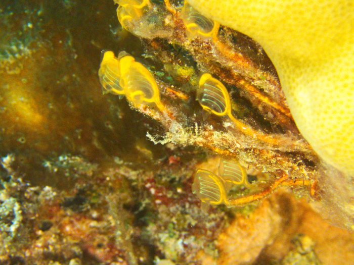 Clavelina detorta
