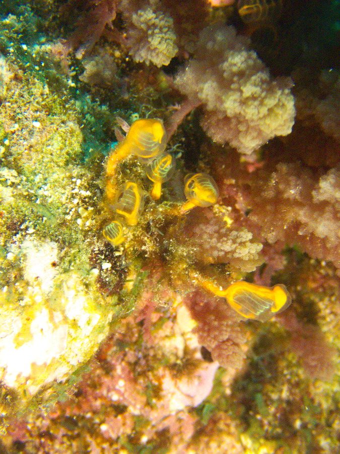 Clavelina detorta