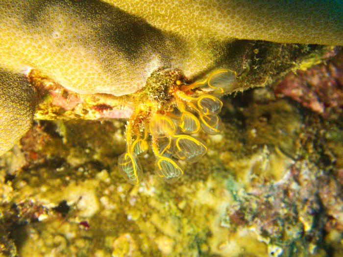 Clavelina detorta