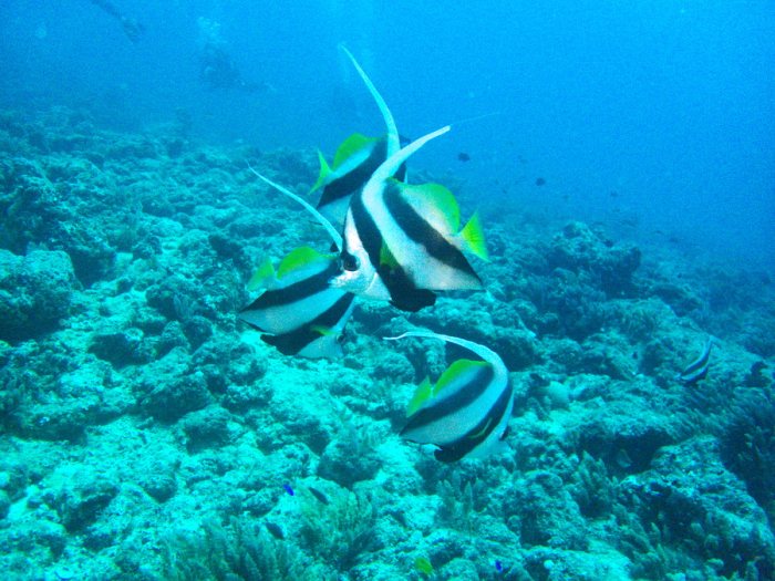 Heniochus acuminatus