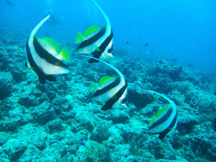 Heniochus acuminatus