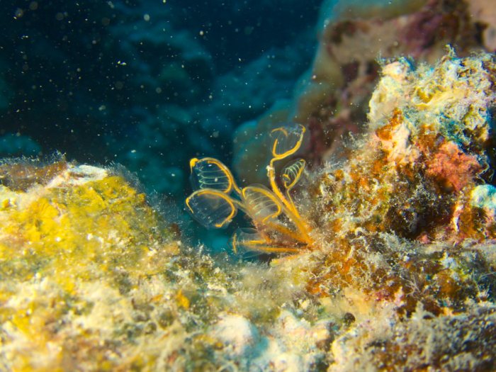 Clavelina detorta
