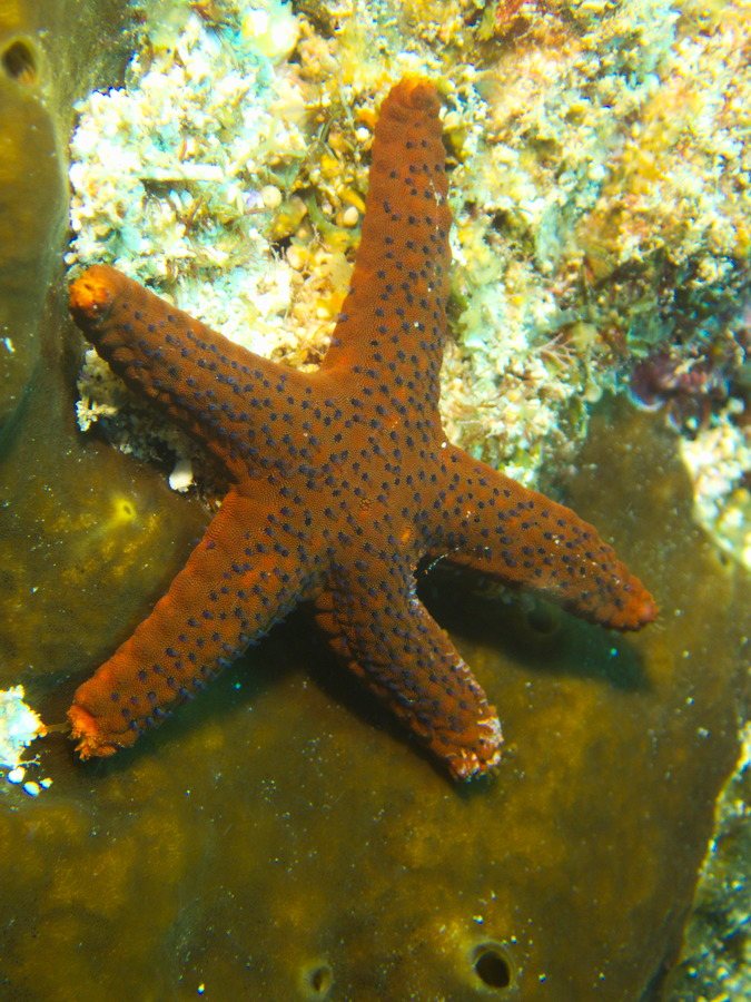 Echinaster luzonicus