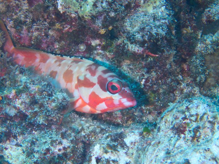 Epinephelus fasciatus
